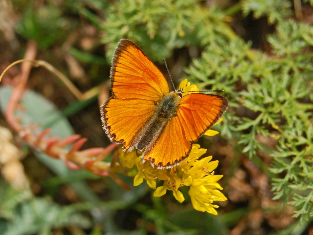 Lycaena virgaureae